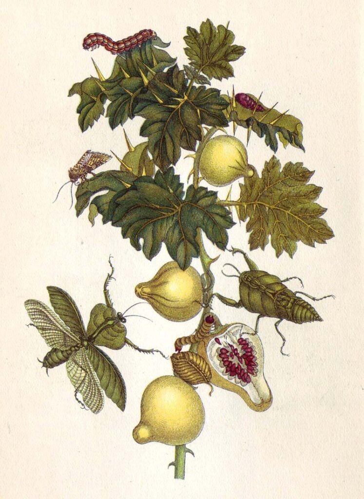 Artwork of Plate 27 Cotton Plant from Metamorphosis Insectorum Surinamensium by Maria Sibylla Merian