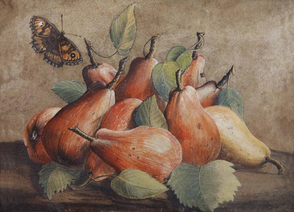 Artwork of Still Life with Pears and Butterfly by Giovanna Garzoni